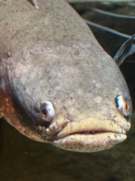 世界淡水魚園水族館　アクア・トトぎふに投稿された画像（2025/9/28）