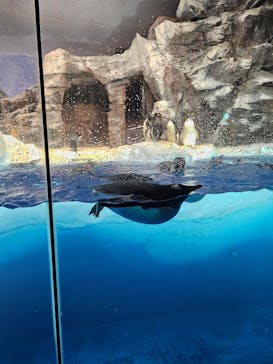 名古屋港水族館に投稿された画像（2025/9/28）
