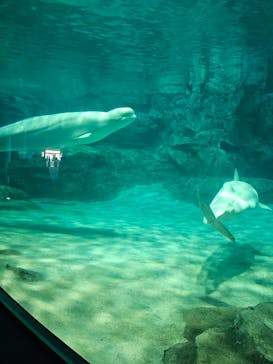 名古屋港水族館に投稿された画像（2025/9/28）