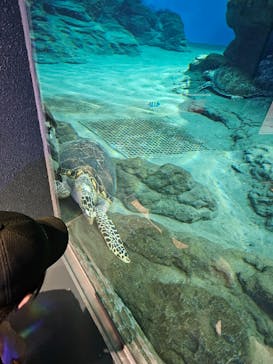 名古屋港水族館に投稿された画像（2025/9/28）