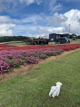 ひるがのピクニックガーデンに投稿された画像（2025/9/28）