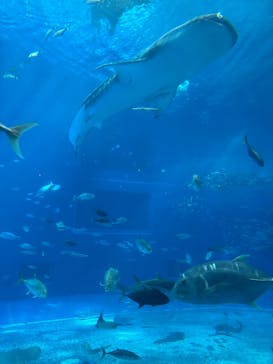 沖縄美ら海水族館に投稿された画像（2025/9/28）