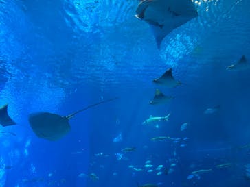 沖縄美ら海水族館に投稿された画像（2025/9/28）