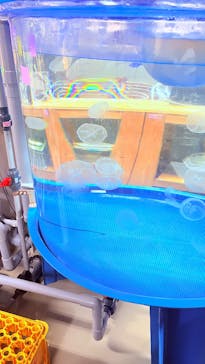 九十九島水族館海きららに投稿された画像（2025/9/28）