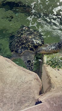 九十九島水族館海きららに投稿された画像（2025/9/28）