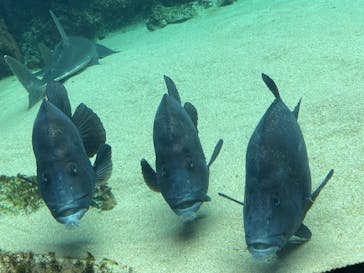 九十九島水族館海きららに投稿された画像（2025/9/28）
