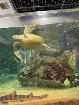 九十九島水族館海きららに投稿された画像（2025/9/28）