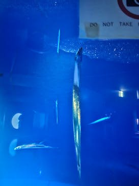 サンシャイン水族館に投稿された画像（2025/9/28）