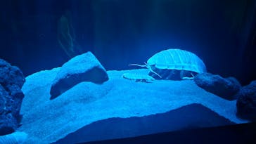 サンシャイン水族館に投稿された画像（2025/9/28）