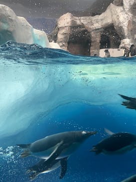 名古屋港水族館に投稿された画像（2025/9/28）