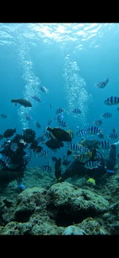 武藤潜水に投稿された画像（2025/9/28）