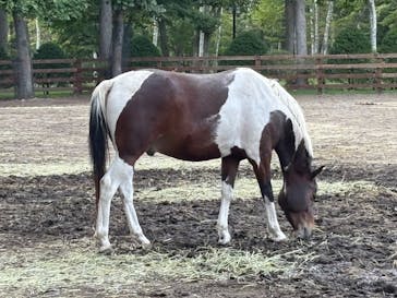 ノーザンホースパークに投稿された画像（2025/9/28）