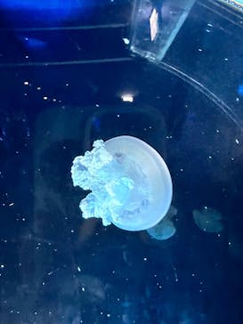 名古屋港水族館に投稿された画像（2025/9/28）