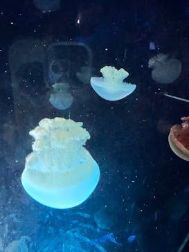 名古屋港水族館に投稿された画像（2025/9/28）