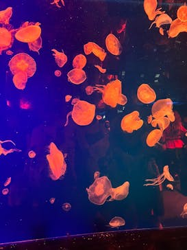 名古屋港水族館に投稿された画像（2025/9/28）