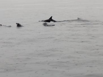 イルカウォッチング受付予約センターに投稿された画像（2025/9/28）