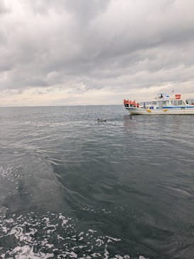 イルカウォッチング受付予約センターに投稿された画像（2025/9/28）