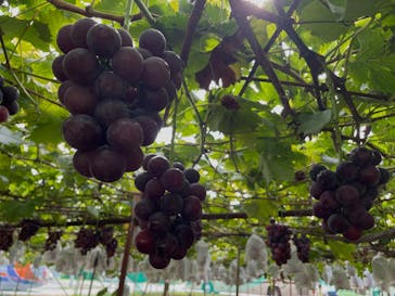 果実の里 原田農園に投稿された画像（2025/9/28）