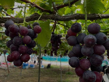 果実の里 原田農園に投稿された画像（2025/9/28）