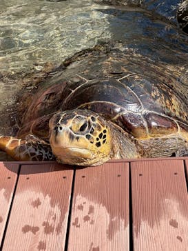 新江ノ島水族館に投稿された画像（2025/9/28）
