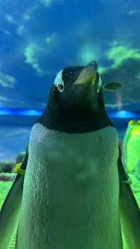 島根県立 しまね海洋館に投稿された画像（2025/9/28）