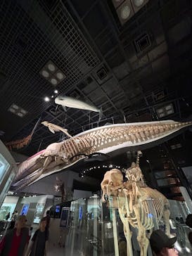 国立科学博物館に投稿された画像（2025/9/28）