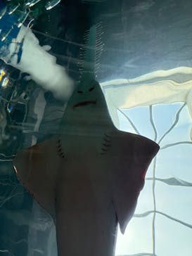 マクセル アクアパーク品川に投稿された画像（2025/9/28）