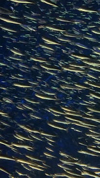 大分マリーンパレス水族館 「うみたまご」に投稿された画像（2025/9/28）