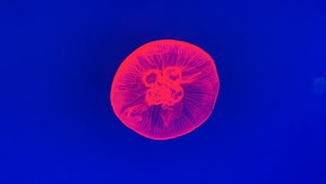 大分マリーンパレス水族館 「うみたまご」に投稿された画像（2025/9/28）