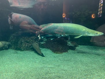 大分マリーンパレス水族館 「うみたまご」に投稿された画像（2025/9/28）