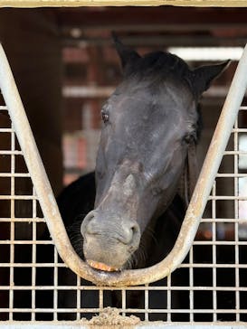 ノーザンホースパークに投稿された画像（2025/9/28）