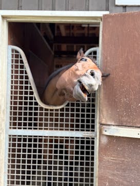 ノーザンホースパークに投稿された画像（2025/9/28）