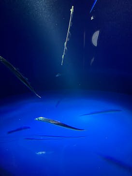 サンシャイン水族館に投稿された画像（2025/9/28）