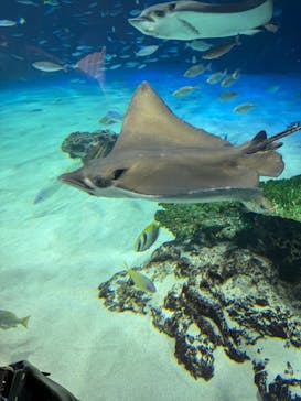 サンシャイン水族館に投稿された画像（2025/9/28）