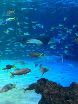 サンシャイン水族館に投稿された画像（2025/9/28）