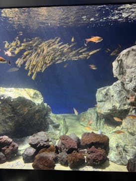 サンシャイン水族館に投稿された画像（2025/9/28）