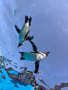 サンシャイン水族館に投稿された画像（2025/9/28）