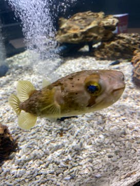 スマートアクアリウム静岡に投稿された画像（2025/9/28）