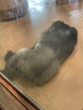 名古屋市東山動植物園に投稿された画像（2025/9/28）