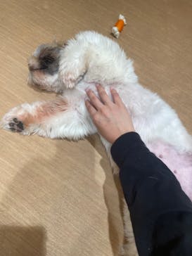 ぶさかわcafe 京都河原町店に投稿された画像（2025/9/28）