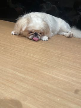 ぶさかわcafe 京都河原町店に投稿された画像（2025/9/28）