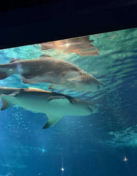 アクアワールド茨城県大洗水族館に投稿された画像（2025/9/28）