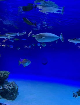 新江ノ島水族館に投稿された画像（2025/9/28）