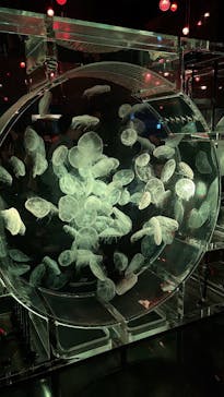 マクセル アクアパーク品川に投稿された画像（2025/9/28）