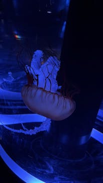 マクセル アクアパーク品川に投稿された画像（2025/9/28）