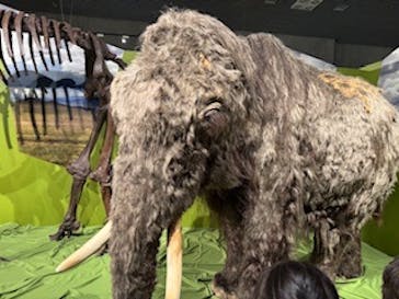 特別展「氷河期展 〜人類が見た4万年前の世界〜」（国立科学博物館）に投稿された画像（2025/9/28）