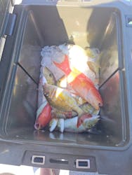 釣り船　博栄丸に投稿された画像（2025/9/28）