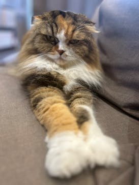 猫カフェモカ　渋谷公園通り店に投稿された画像（2025/9/28）