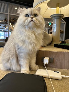 猫カフェモカ　渋谷公園通り店に投稿された画像（2025/9/28）