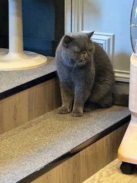 猫カフェモカ　渋谷公園通り店に投稿された画像（2025/9/28）